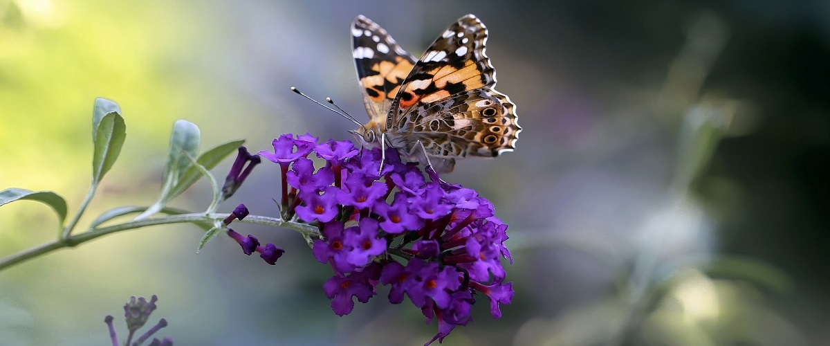 Buddleja davidi